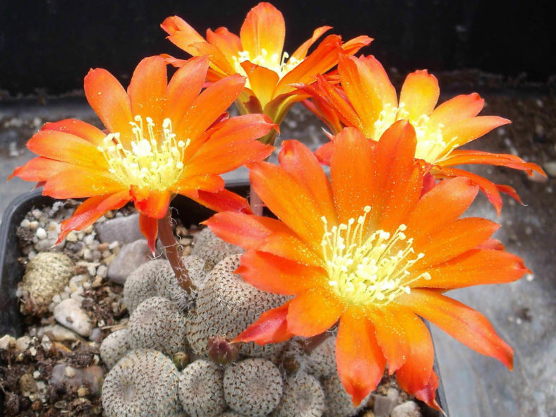 Aylostera heliosa aka Rebutia heliosa