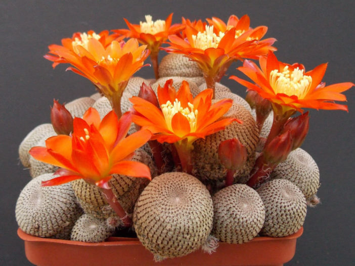 Aylostera heliosa aka Rebutia heliosa