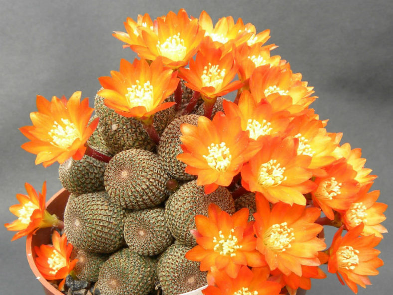 Aylostera heliosa aka Rebutia heliosa