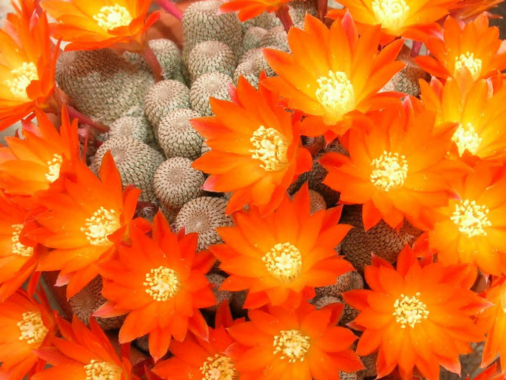 Rebutia heliosa | World of Succulents