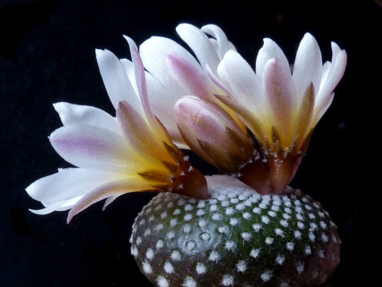 Blossfeldia liliputiana (Blossfeldia liliputana)