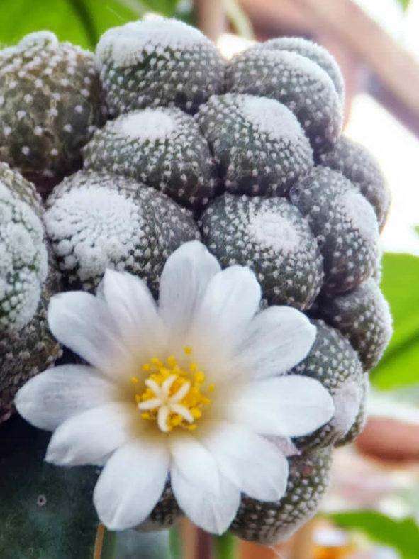 Blossfeldia liliputiana (Blossfeldia liliputana)