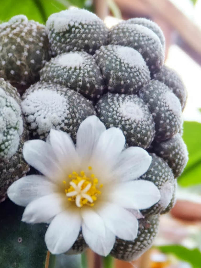 Blossfeldia liliputiana (Blossfeldia liliputana) World of Succulents