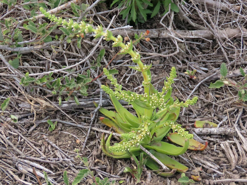 Crassula capitella
