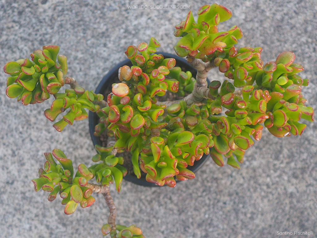 Crassula ovata 'Gollum', commonly known as Gollum Jade. Top view of a potted plant.