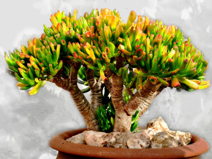 Crassula ovata 'Gollum' - Gollum Jade