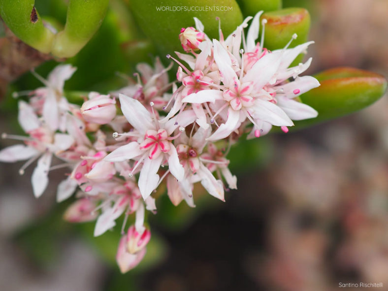 Crassula ovata 'Gollum', commonly known as Gollum Jade. Close-up of flowers.