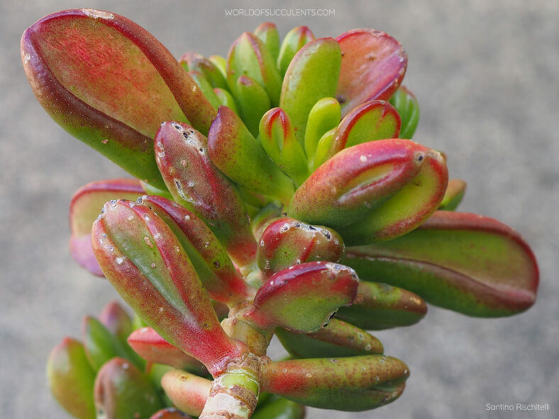 Crassula ovata 'Hobbit' (Hobbit Jade)