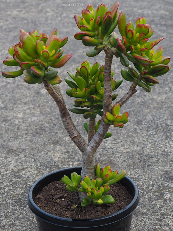 Crassula ovata 'Hobbit' (Hobbit Jade)