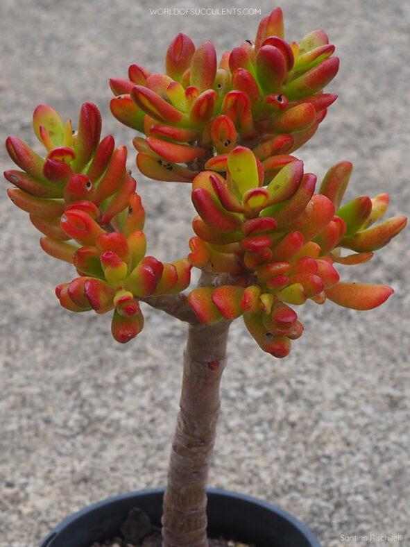 Crassula ovata 'Hobbit' (Hobbit Jade)