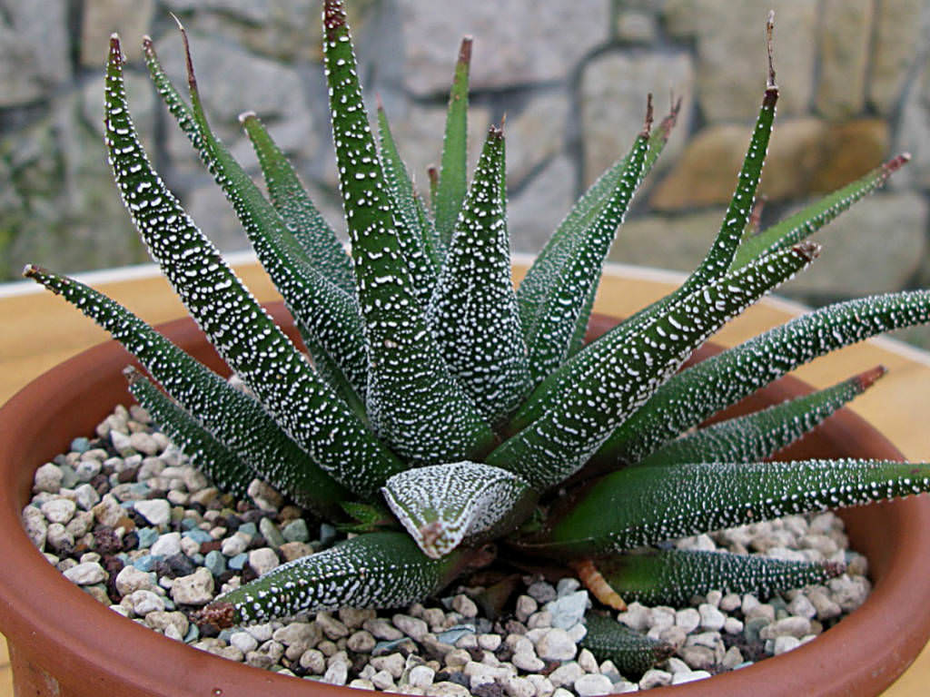 Haworthiopsis attenuata var. radula (Hankey Dwarf Aloe) aka Haworthia attenuata var. radula