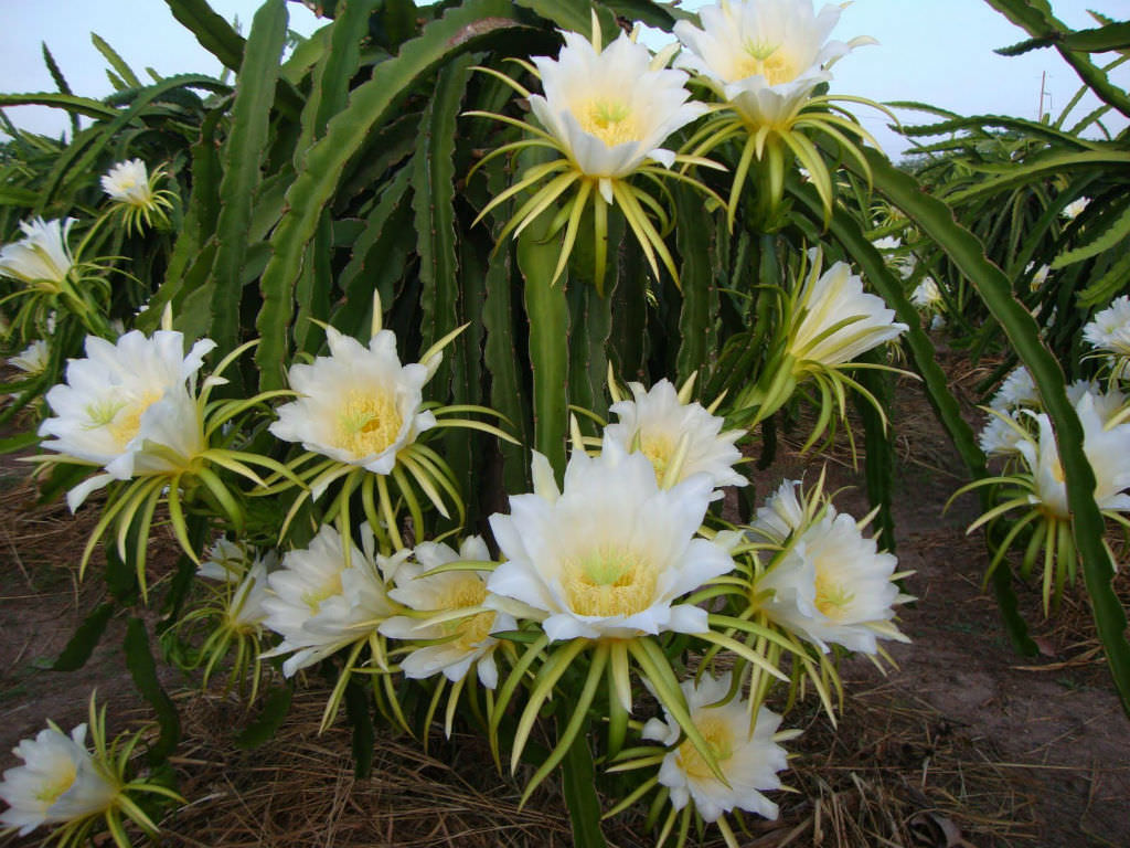 Dragon Fruit - Hylocereus triangularis – Smart Seeds Emporium