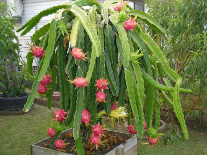 Selenicereus undatus (Dragon Fruit) aka Hylocereus undatus