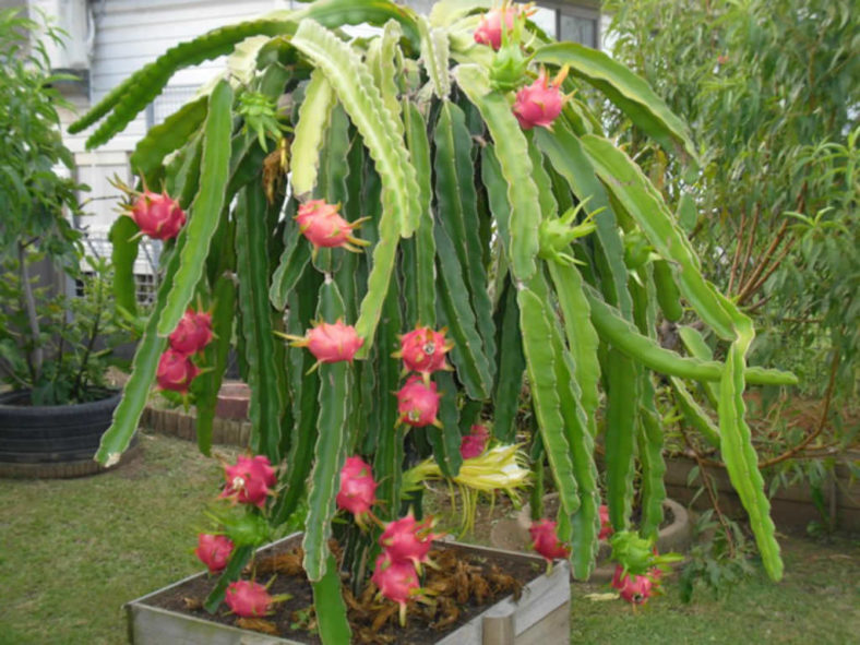 Hylocereus undatus Dragon Fruit