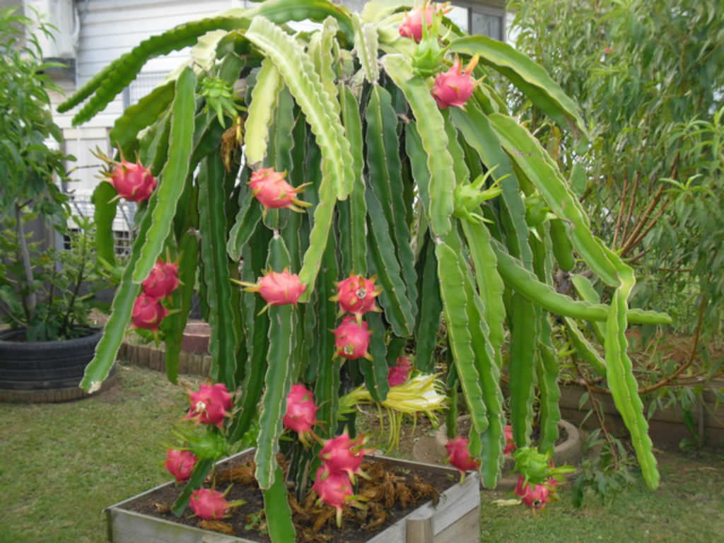 selenicereus undatus (dragon fruit) • world of succulents