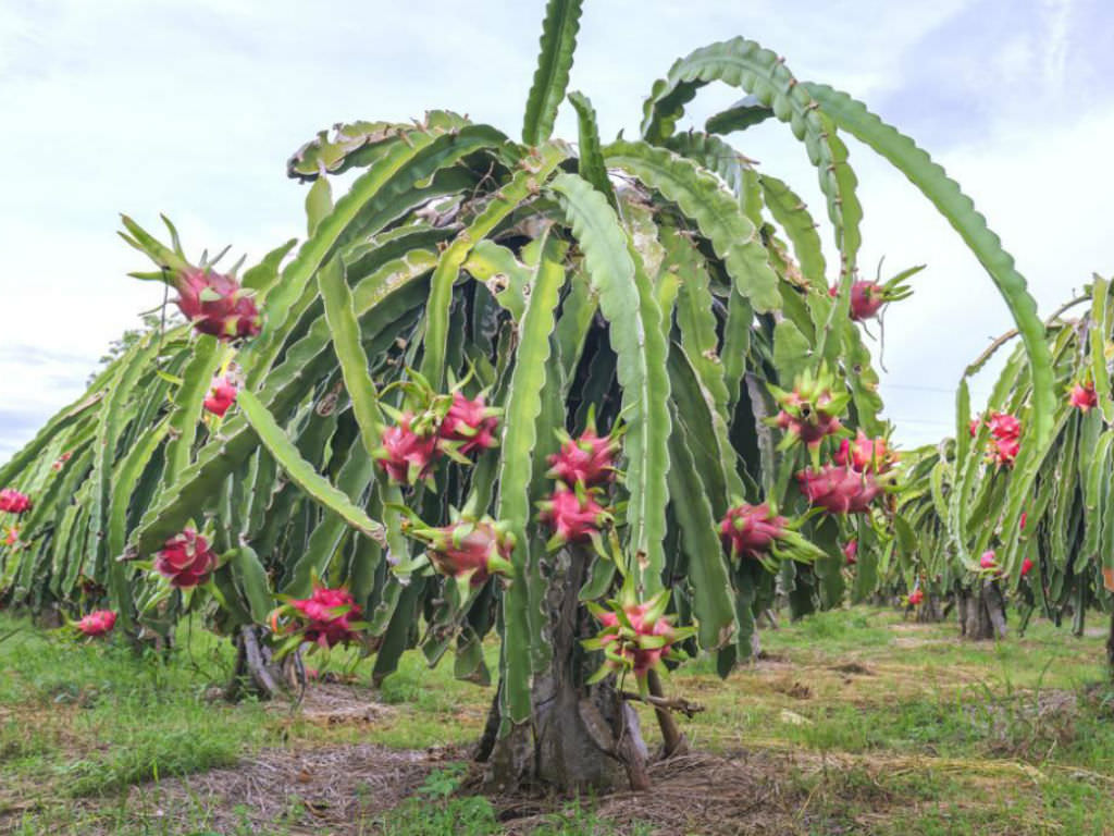 Dragon Fruit - Hylocereus triangularis – Smart Seeds Emporium