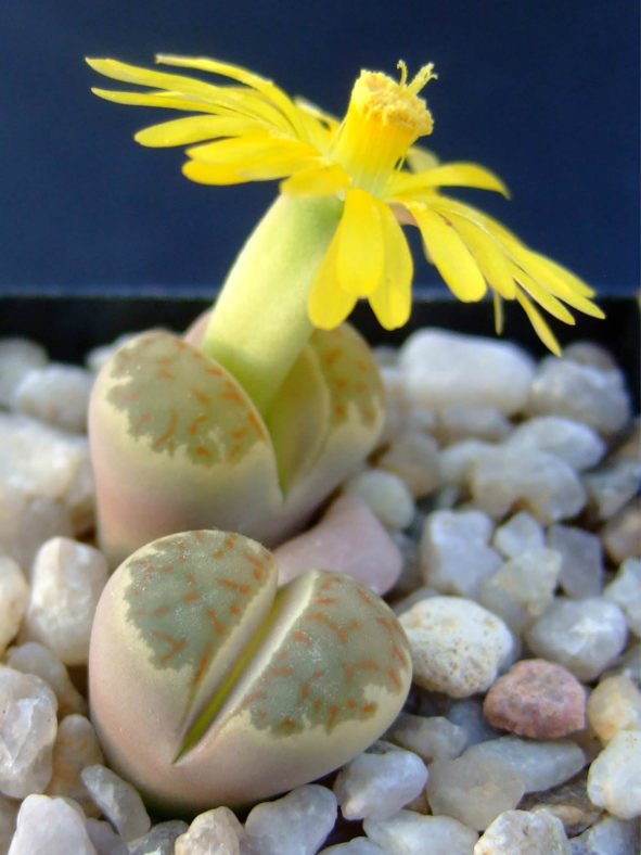 Lithops dorotheae (Living Stones)