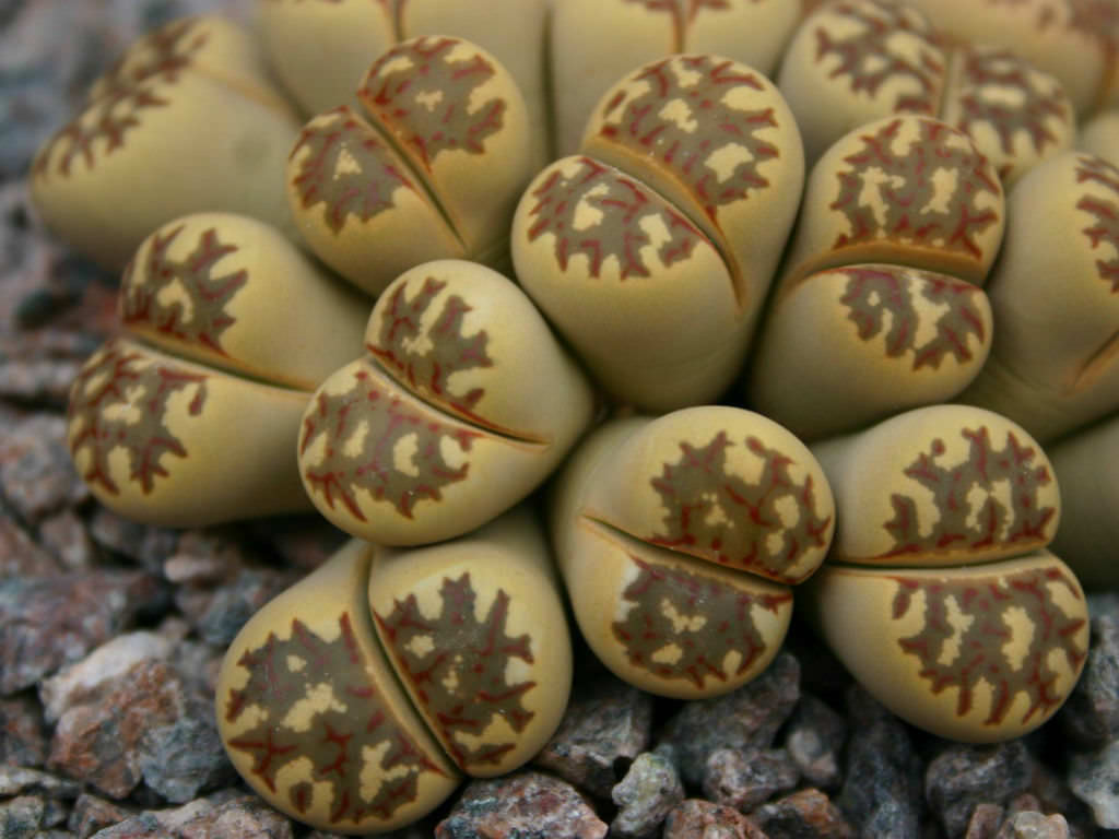 Lithops dorotheae (Living Stones) • World of Succulents