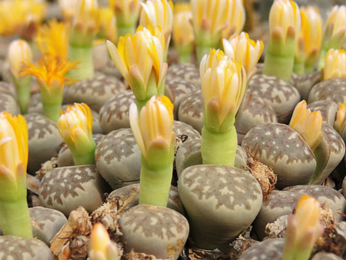 Lithops dorotheae (Living Stones)