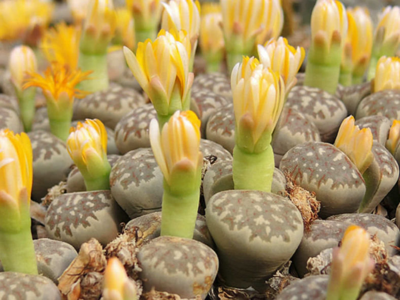 Lithops dorotheae (Living Stones)