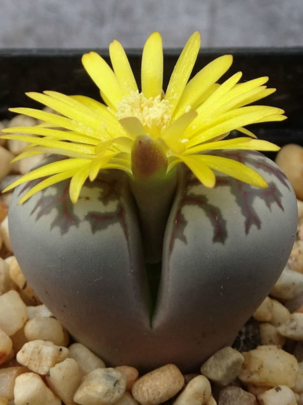 Lithops dorotheae (Living Stones)