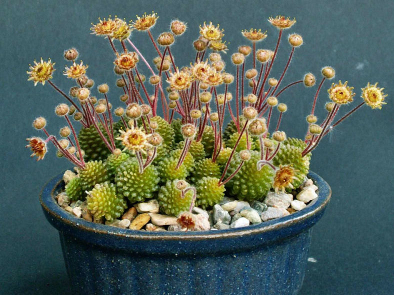 Monanthes polyphylla