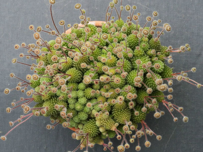 Monanthes polyphylla