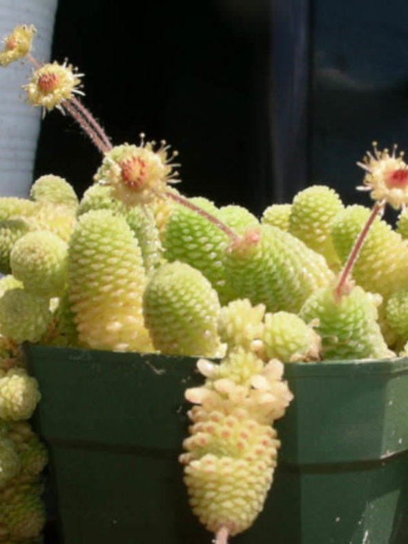 Monanthes polyphylla