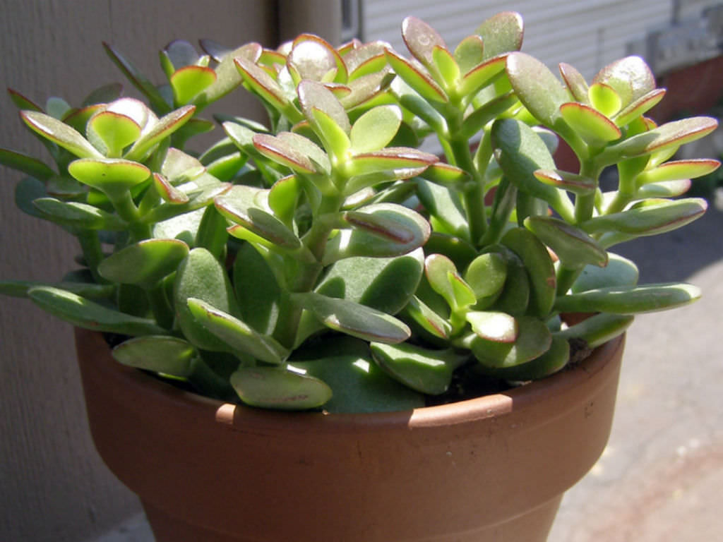 jade plant plants care money prosperity symbol ultimate growing grow houseplants spots sun gardeningknowhow indoor lucky tips instructions caring need
