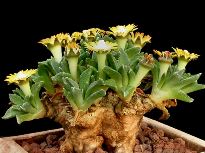 Nananthus vittatus