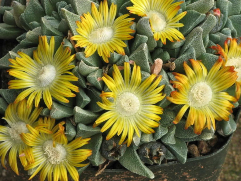 Nananthus vittatus