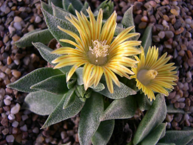 Nananthus vittatus