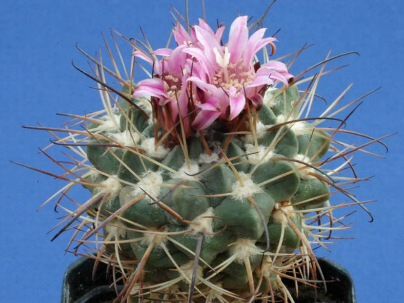 Neowerdermannia vorwerkii - Achacana