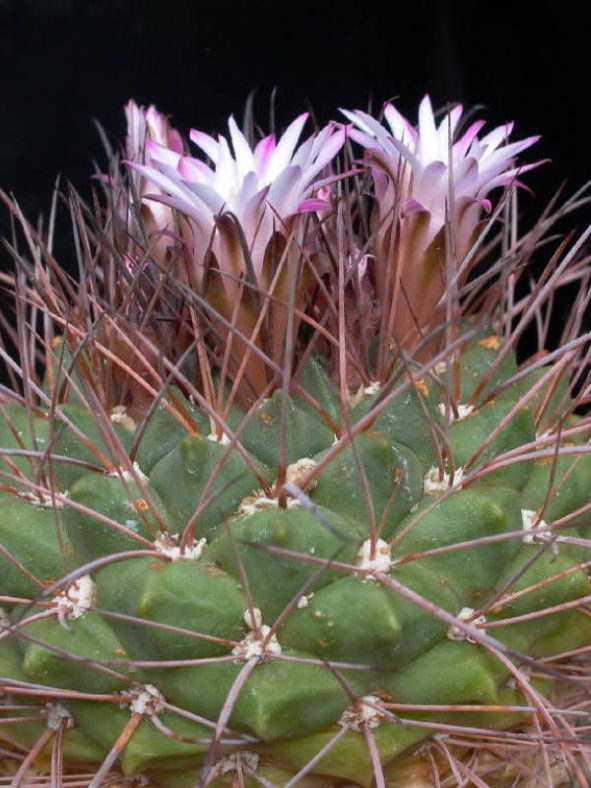 Neowerdermannia vorwerkii - Achacana