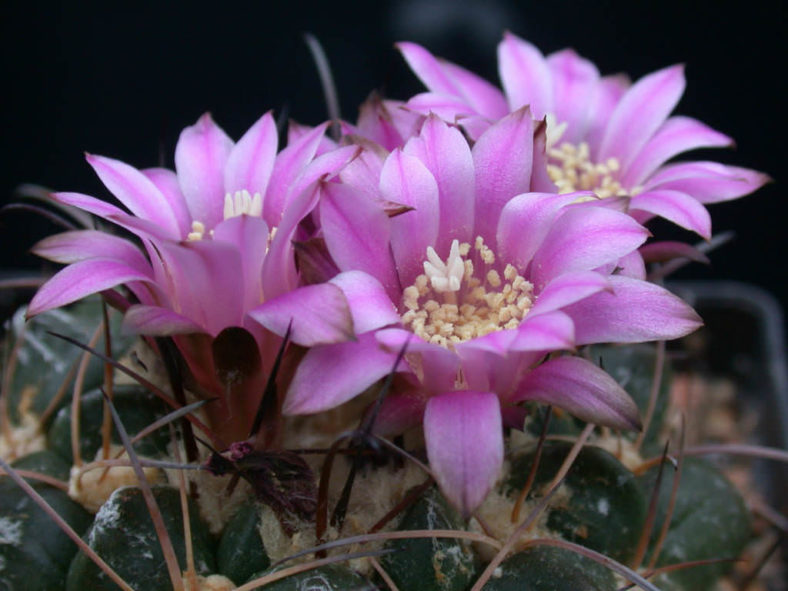 Neowerdermannia vorwerkii - Achacana