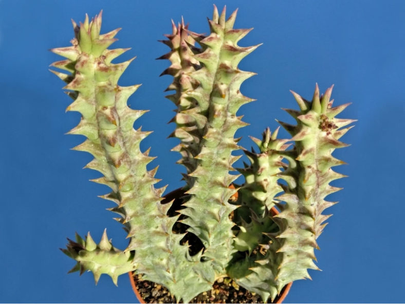 Quaqua mammillaris - Aroena