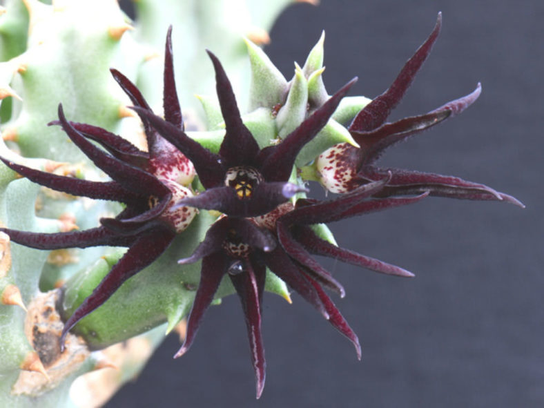 Quaqua mammillaris - Aroena