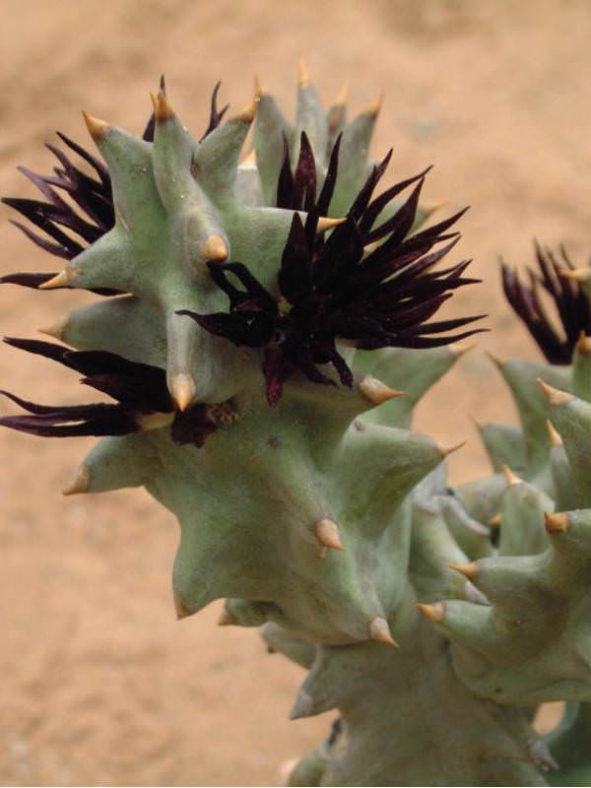Quaqua mammillaris