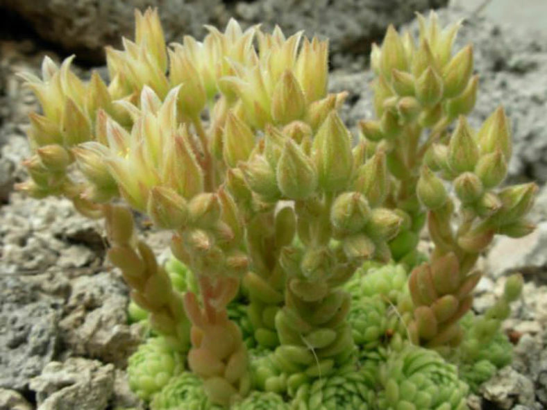 Prometheum aizoon aka Rosularia aizoon