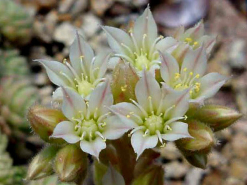 Prometheum aizoon aka Rosularia aizoon
