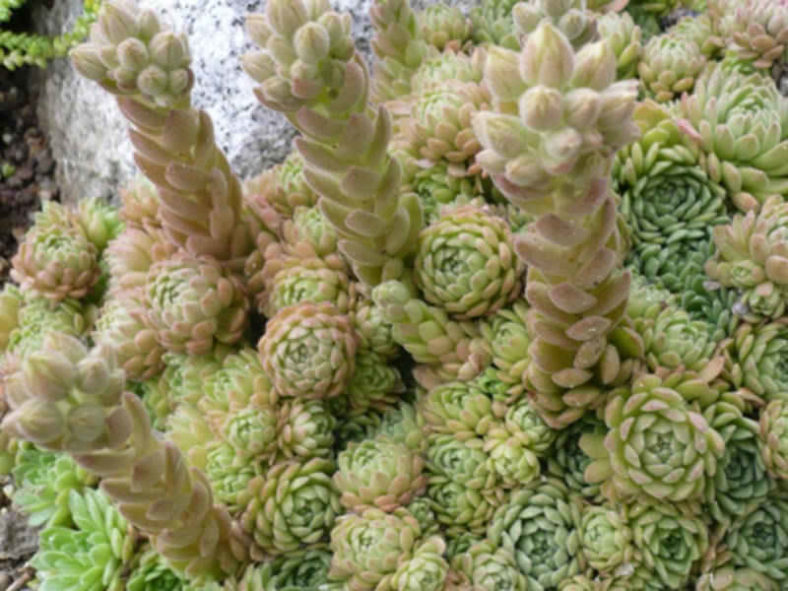 Prometheum aizoon aka Rosularia aizoon