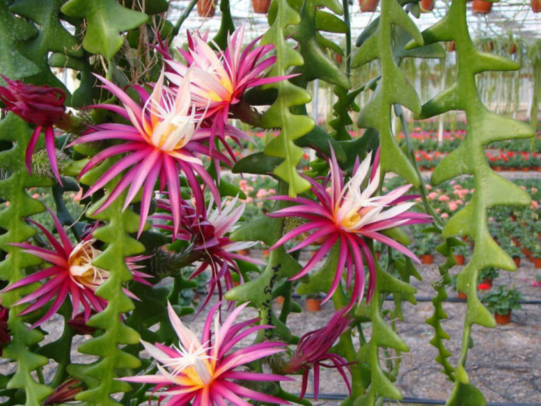 Selenicereus anthonyanus (Fish Bone Cactus)