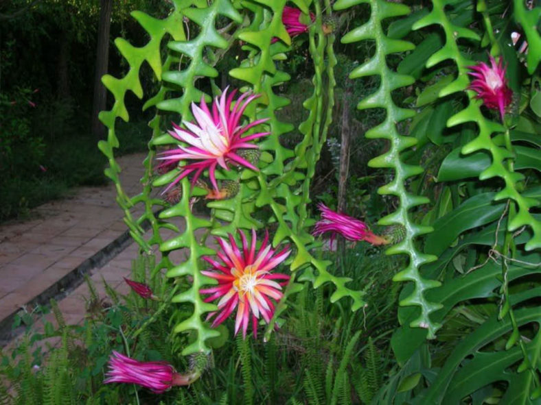 Selenicereus anthonyanus (Fish Bone Cactus)