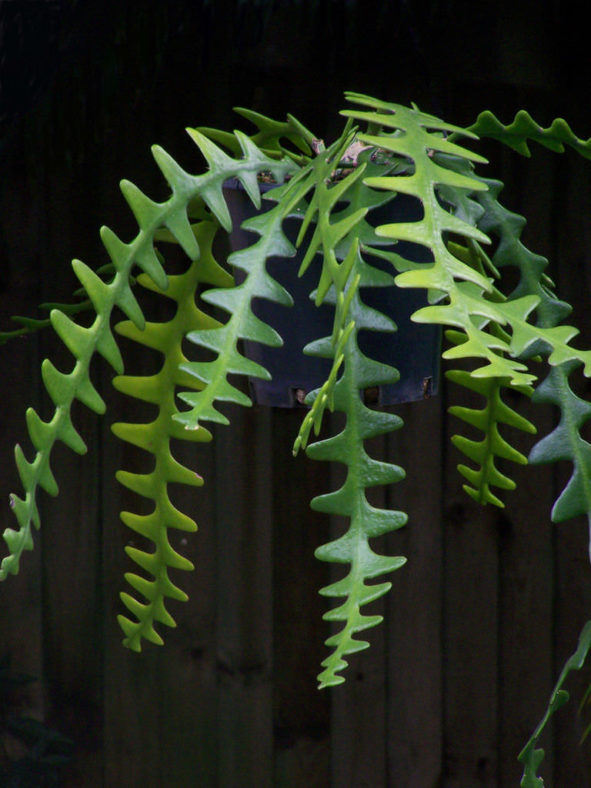 Selenicereus anthonyanus (Fish Bone Cactus)