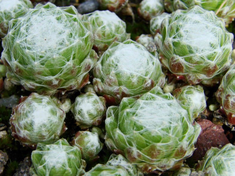Sempervivum arachnoideum subsp. tomentosum - Woolly Cobweb Houseleek