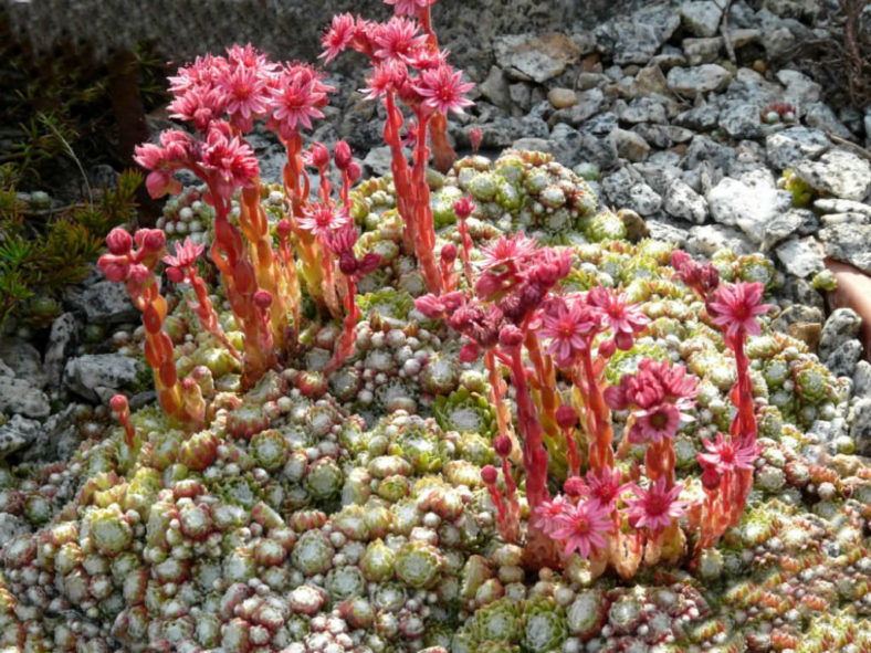 Sempervivum arachnoideum subsp. tomentosum - Woolly Cobweb Houseleek