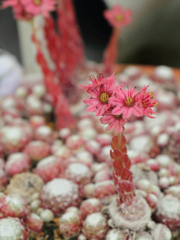 Sempervivum arachnoideum subsp. tomentosum - Woolly Cobweb Houseleek