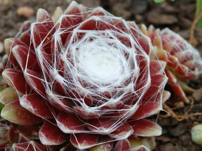 Sempervivum arachnoideum subsp. tomentosum (Woolly Cobweb Houseleek)