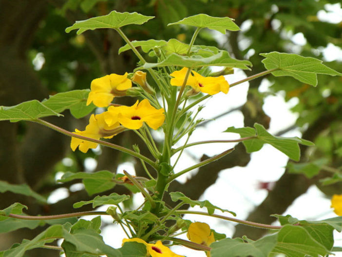 Uncarina decaryi - Succulent Sesame Mouse Trap Tree