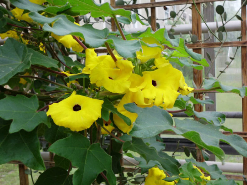 Uncarina decaryi - Succulent Sesame